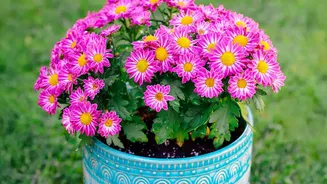 Flowering Plants Are Giving Indian Homes A Seasonal Outdoor Refresh Without Major Changes