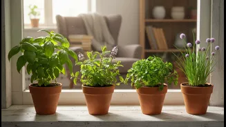 Windowsill herb garden project simplifies growing 4 low-light aromatic greens at home