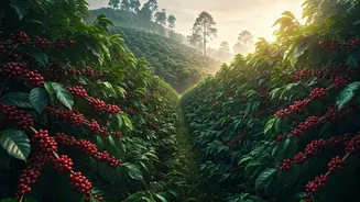 Coffee Estate Stays Are The Coorg Travel Flex