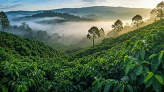 Ditch Regular Cafes For Coorg Early Rain Mists
