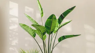 Indoor Plants Are Great For Homes, But Expectations Need A Reality Check