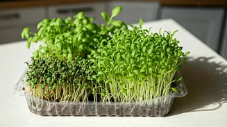 Kitchen Counter Farming Flourishes Utilizing Everyday Discarded Packaging Trays