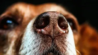 Managing Post-Monsoon Coat Dampness: Essential Tips To Prevent Fungal Skin Issues In Dogs