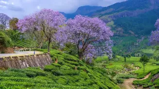 Planning a trip to Munnar? Best Time to Visit, Weather Updates and Travel Tips