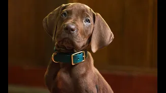 Netflix escala cachorro de verdade para interpretar Scooby-Doo em série spin-off