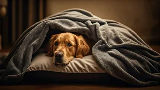 Cosy Dens Are The Softest Monsoon Pet Hack