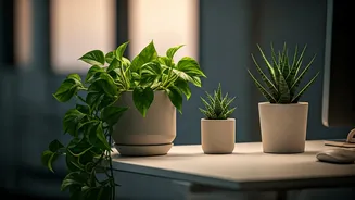Office Oasis: Top Desk Plants for Enhanced Mood, Productivity, and Well-being