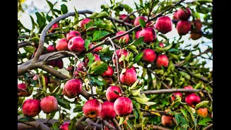 Climate Change Threatens Apple Production Worldwide
