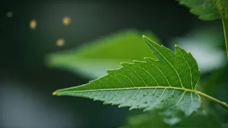 Balcony Gardeners Use Organic Neem Oil For Heavy Humidity