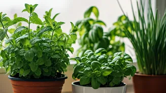 4 Potted Herbs That Flourish In Low-Light Monsoon Kitchens