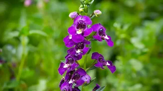 Neelakurinji's Beauty Depends on Leaving Every Flower Where It Grows