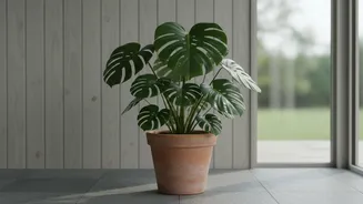 One Checklist For New Houseplant Quarantine Can Cover Leaf Checks And A Separate Start