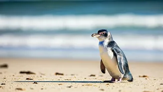 Meet The Blue-Grey Penguin Barely Taller Than Bowling Pins