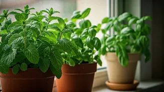 4 Easy Monsoon Herbs For Your Windowsill Kitchen Garden