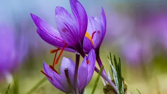 Why warm Liquid Helps Saffron Bloom Before It Meets The Rest Of A Recipe When The Pairing Should Not Be Framed As Therapeutic