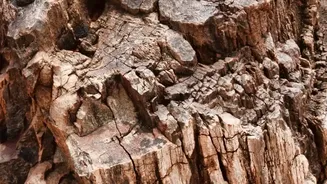 Nyoma Marine Fossils Gives 38-Million-Year-Old Marine Fossils Found In Ladakh A Fresh Angle