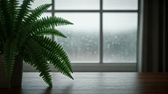Ferns Bring Green Calm To Rainy Homes