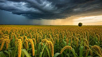 Millets May Be The Answer To Uncertain Monsoons