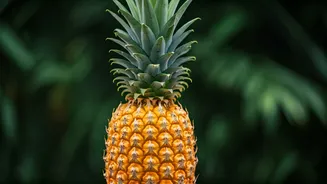 Tripura Pineapple Can Upgrade Summer Snacking Fast