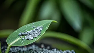 Diluted Wood Ash Works Miracles Combating Damp Monsoon Garden Pests