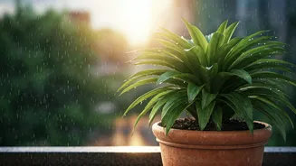 Summer Showers Make Houseplant Care A Debate