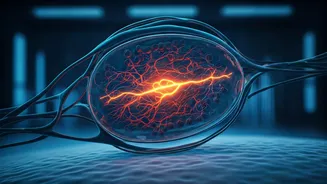 The Biological Battle: Why Your Body Fights Weight Loss Efforts