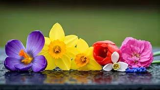 March's Marvels: Discover 6 Unique Flowers Blooming Around the Globe This Spring