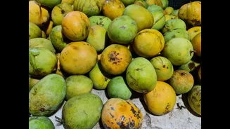 Banganapalli, Dasheri, Langra mango arrivals: when each ripens in May