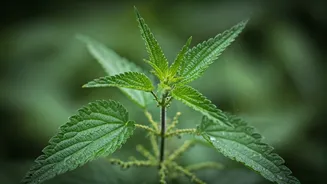 Unlock Lush Hair: Harnessing Nettle Leaf (Bichu Buti) for Remarkable Growth