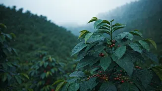 Catch The Spectacular Arrival Of Early Monsoon In Araku