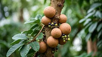 Exotic Edibles: 10 Remarkable Fruit Trees for the Adventurous Traveler