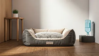 Where Rich Indians Leave Pets This Rainy Season