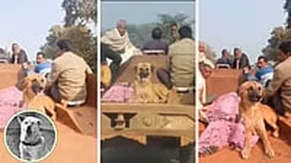 MP’s Own Hachiko! Dog Refuses To Leave Owner’s Side Even After Death In Shivpuri; Chases Body Till 4 Kms To Crematorium—VIDEO
