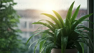 Rainy Weather Does Not Mean Water Daily