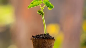 How Home Gardeners Can Use Local Rainfall for August Seed Selection after the August Sowing Window