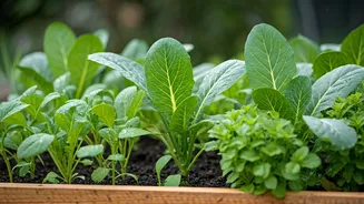 Monsoon Kitchen Gardens Are Getting Beginner-Friendly Buzz