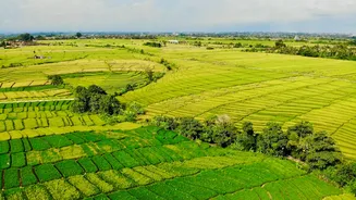 Monsoon Deficit Impacts India's Rice Production and Export Outlook