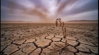 El Niño Risk Makes Food Planning Tricky