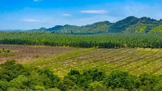Why High-Altitude Plantation Escapes In Coorg Provide Perfect Monsoon Environment For Reset