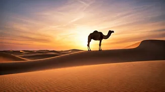 Jaisalmer Honeymoons Are Dry, Golden And Dreamy