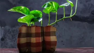 Money Plant Can Trail From Shelves In A Vastu-Inspired Bedroom