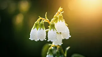 Som Pradosh Vrat 2026: Auspicious Dates, Puja Times & Divine Significance