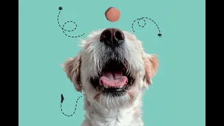 Pílula mensal protege cães de 10 doenças; entenda como funciona