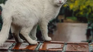 Monsoon Pet Care Is Bringing Daily Tick Checks And Post-Walk Cleaning Into Focus