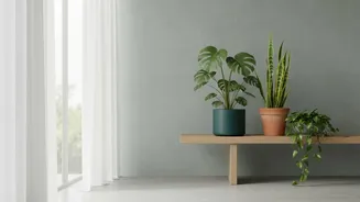 Planning Houseplant Shopping Starts With Clear Choices About Window Direction