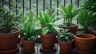 Balcony Pots Get A Rainy Green Upgrade
