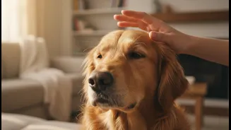A Short Grooming Session Can Be Enriching When The Pet Enjoys It