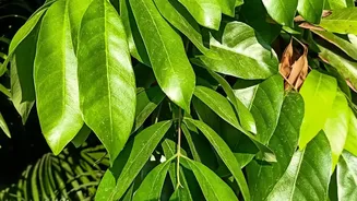 Do Not Confuse Seasonal Leaf Loss with a Pot-Size Problem