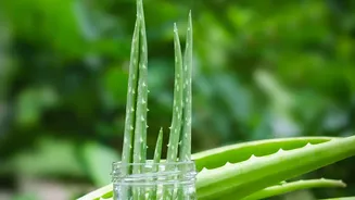 African Okra Water Has Cosmetic Potential Without Confirmed Consumer Outcomes