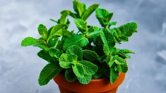Balcony Herb Gardening During Rains: Compact Space Guide For Basil And Mint